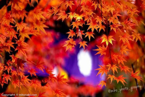 もみじの撮影スポット 永観堂(京都) お堂や境内を染め上げる鮮やかな紅葉は圧巻　