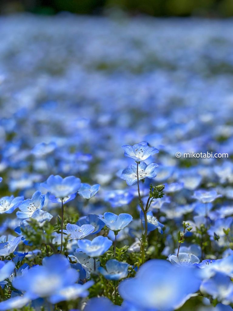 iPhone 13 Pro シネマティックモードで撮ったネモフィラの写真