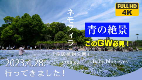 大阪で青の絶景が見れる！ネモフィラフェア 長居植物園