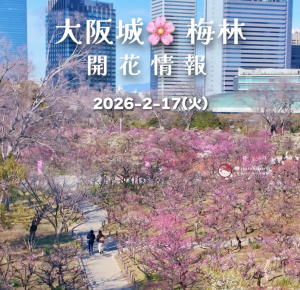 最新🌸#大阪城梅林 #開花情報 2/17🌸