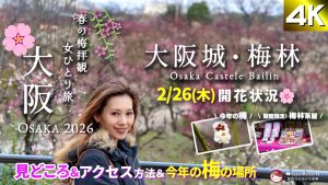 2026.2.26大阪城梅林の開花状況🌸