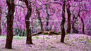 2026は2/18-3/27まで！毎年大人気💓京都の城南宮「しだれ梅と椿まつり」がついに始まりました〜✨