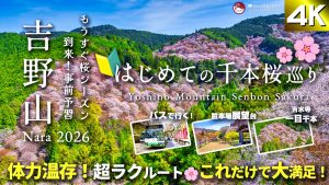 【2026年最新】吉野山「千本桜」体力温存ルート完全ガイド｜バスで楽に巡る初心者向け🔰モデルコース【開花予想・みどころ・アクセス方法】