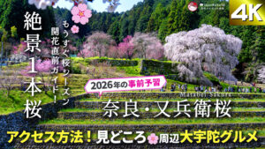 【2026年最新】又兵衛桜の見頃・開花情報・アクセス完全ガイド🌸駐車場・ライトアップ・宇陀グルメも紹介