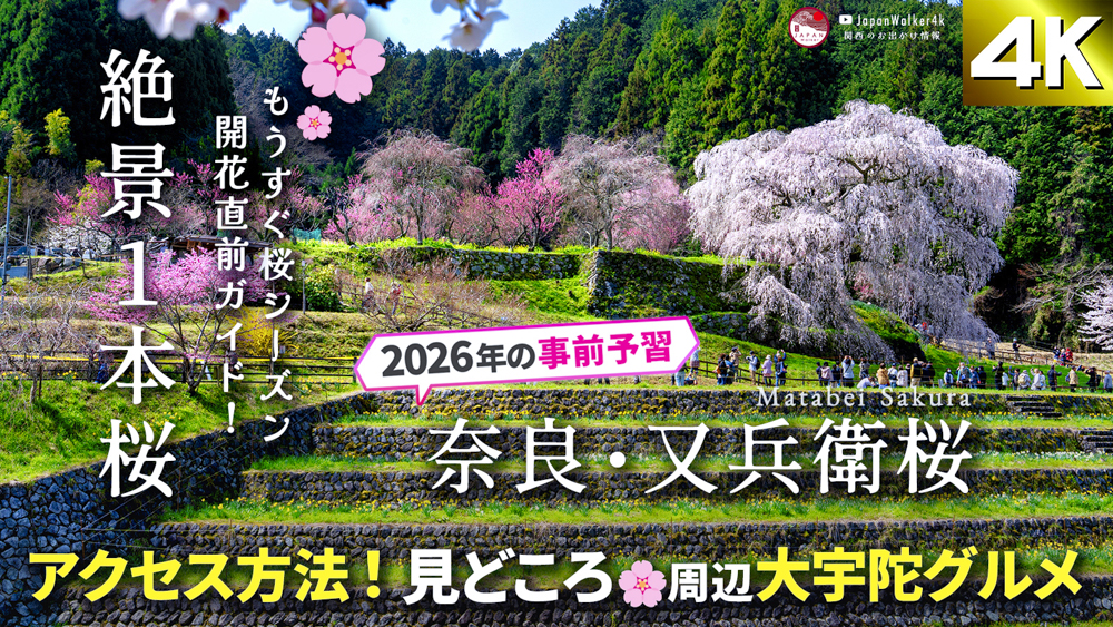【2026年最新】又兵衛桜の見頃・開花情報・アクセス完全ガイド🌸駐車場・ライトアップ・宇陀グルメも紹介