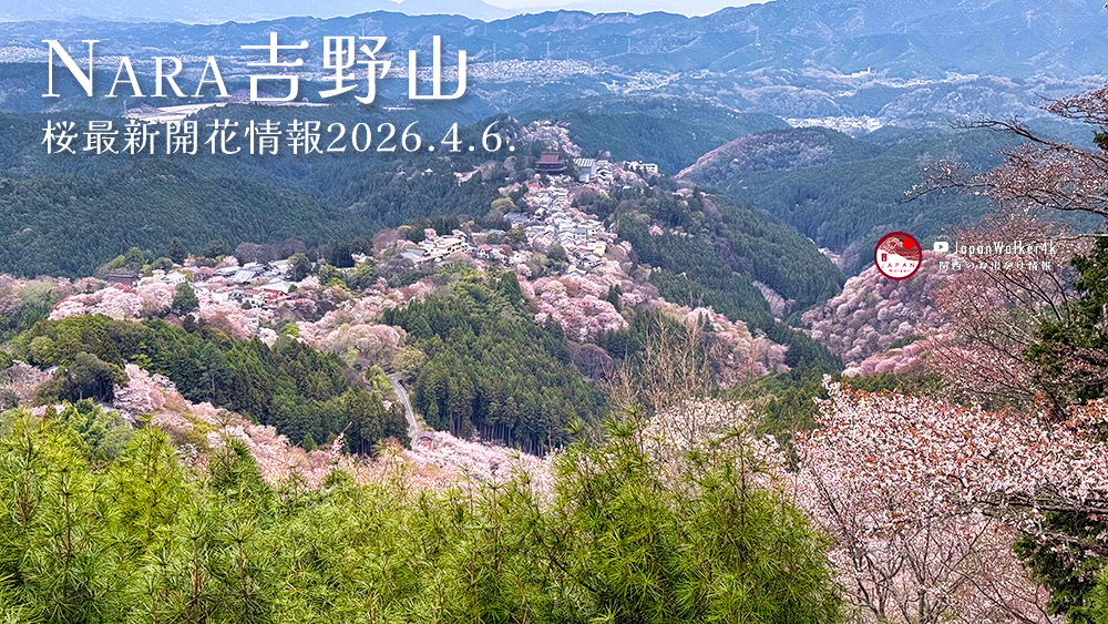 吉野山・桜最新開花情報2026（4/6）