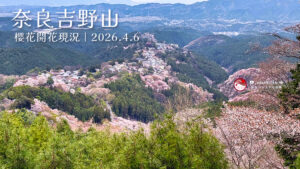奈良吉野山櫻花現況更新｜2026.4.6