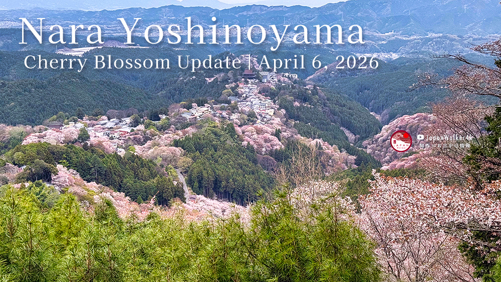 Nara Yoshinoyama Cherry Blossom Update | April 6, 2026