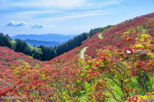 【2026最新】葛城山つつじ園が見頃🌺 バスとロープウェーで行く絶景アクセスガイド｜開花状況・混雑・グルメ情報も