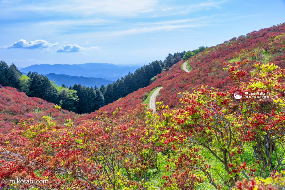 【2026最新】葛城山つつじ園が見頃🌺 バスとロープウェーで行く絶景アクセスガイド｜開花状況・混雑・グルメ情報も
