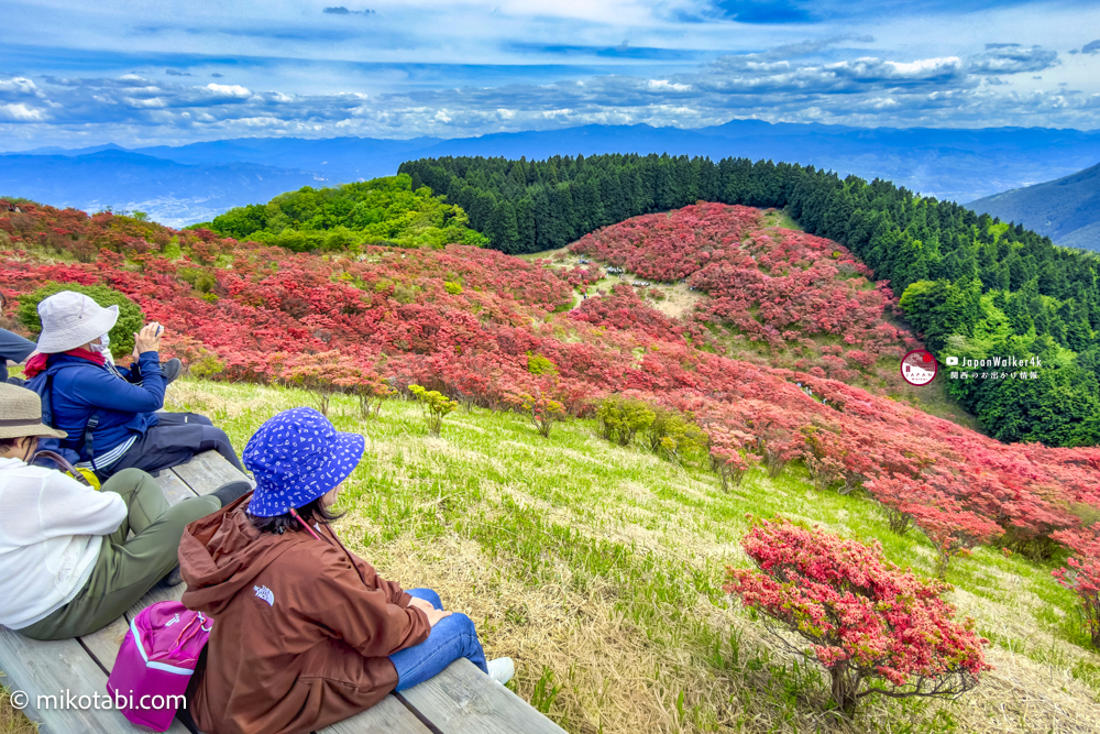 奈良の春〜初夏を彩る絶景スポット、 葛城山つつじ園 に行ってきました