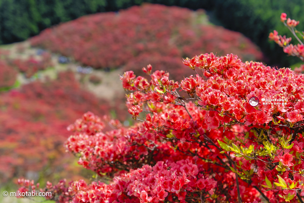 葛城山つつじの開花状況